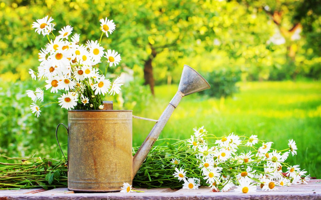 5 Tips For Summer Gardening - Cambridge Conservatory Centre